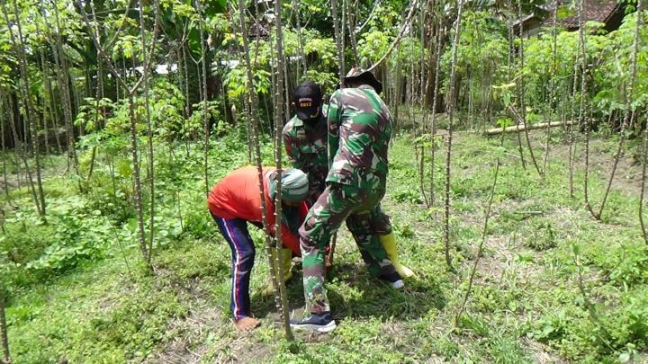 Anggota Satgas TMMD Bojonegoro, Bantu Sunardi Mencabut Singkong